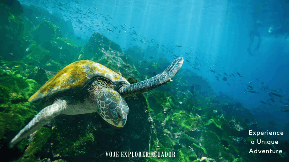 Galápagos Islands All-Inclusive Tour – Flights, Meals & Guided Tours