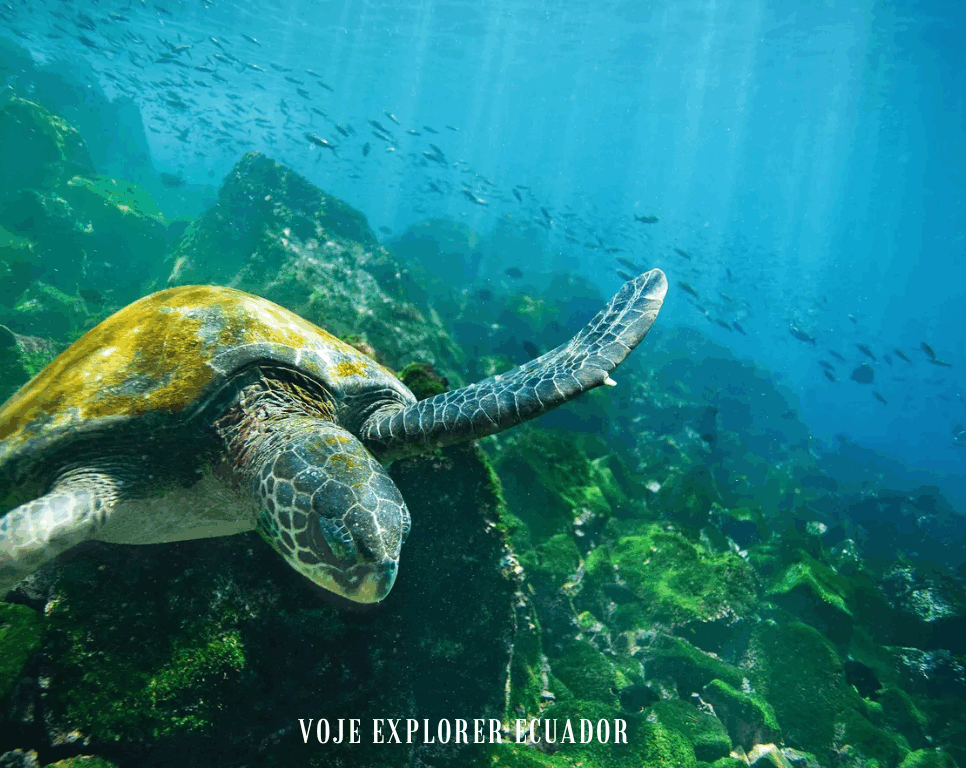 Galápagos Islands All-Inclusive Tour – Flights, Meals & Guided Tours